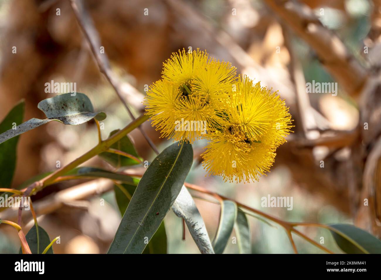 Buds and yellow flowers of a flowering Eucalyptus Erythrocorys tree close up. Stock Photo