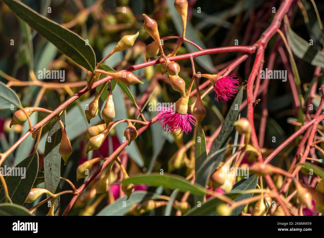 Buds and pink flowers of a flowering eucalyptus leucoxylon megalocarpa tree close up. Stock Photo