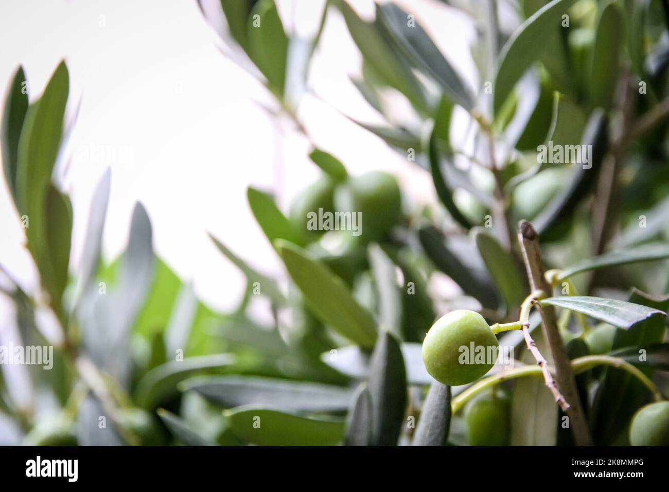 Olive branch closeup view in cultivated field Stock Photo - Alamy
