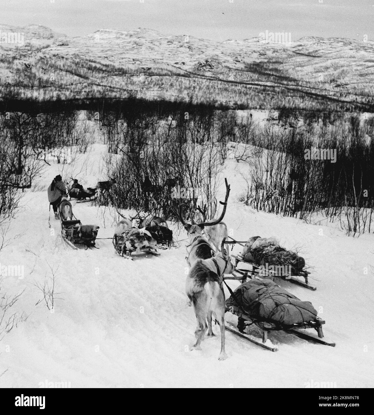 Alta, Bossekop 19520419. Bossekop- The market, the large famous Sami market that is gathered every year at the Samvirkelaget in Alta. Here, there are many from the ridges nearby to sell household goods, reindeer meat and leather. The trade goes lively. The goods are transported in bags by truck from Gargia Fjellstue, which is the gathering place for the Sami after they have come down from Vidda. Here we see reindeer that carry the meat on the sled down from the mountain to Garida. About. 40-50,000 kg. Meat is delivered to the market. Photo: Sverre A. Børretzen / Current / NTB Stock Photo