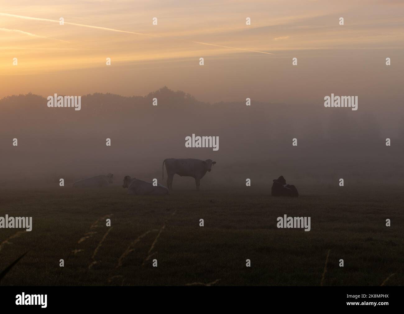 Pasture Morning Pasture morning mist hi-res stock photography and images - Alamy