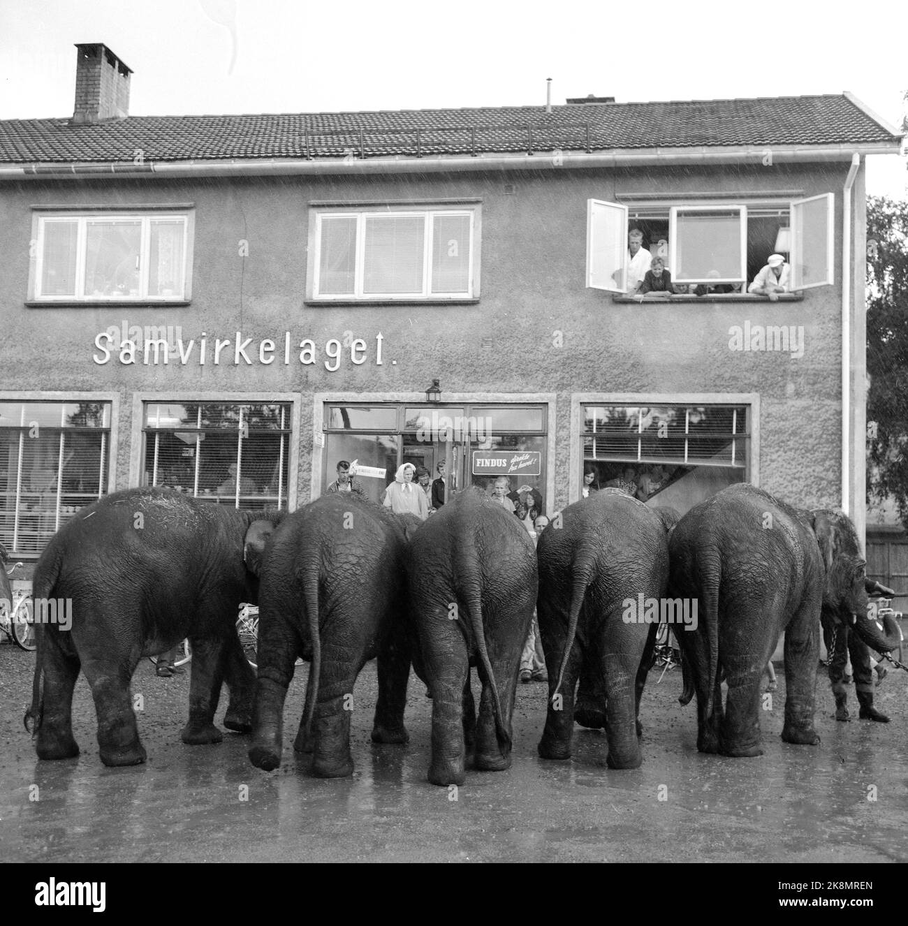 Sørlandet, sommeren 1962. Da elefantene kom til Evje: fire døgns slit for åtte minutters opptreden. Sirkus Arnardo er på turne på Sørlandet med fem to-tonns elefanter. Det byr på problemer. De sto i jernbanevogner i ett døgn på Marnardal stasjon fordi det ikke fantes biler som kunne ta dem videre. Dagen etter reiste de videre til Grovane stasjon hvor de skulle lastes om til den smalsporede Setesdalsbanen til Evje. Det var mislykket, og først etter fire døgn kom elefantene til Evje pr trailere, der forestillingen allerede var i gang.   Her elefantene  på Evje, dagen etter forestilling, der de f Stock Photo