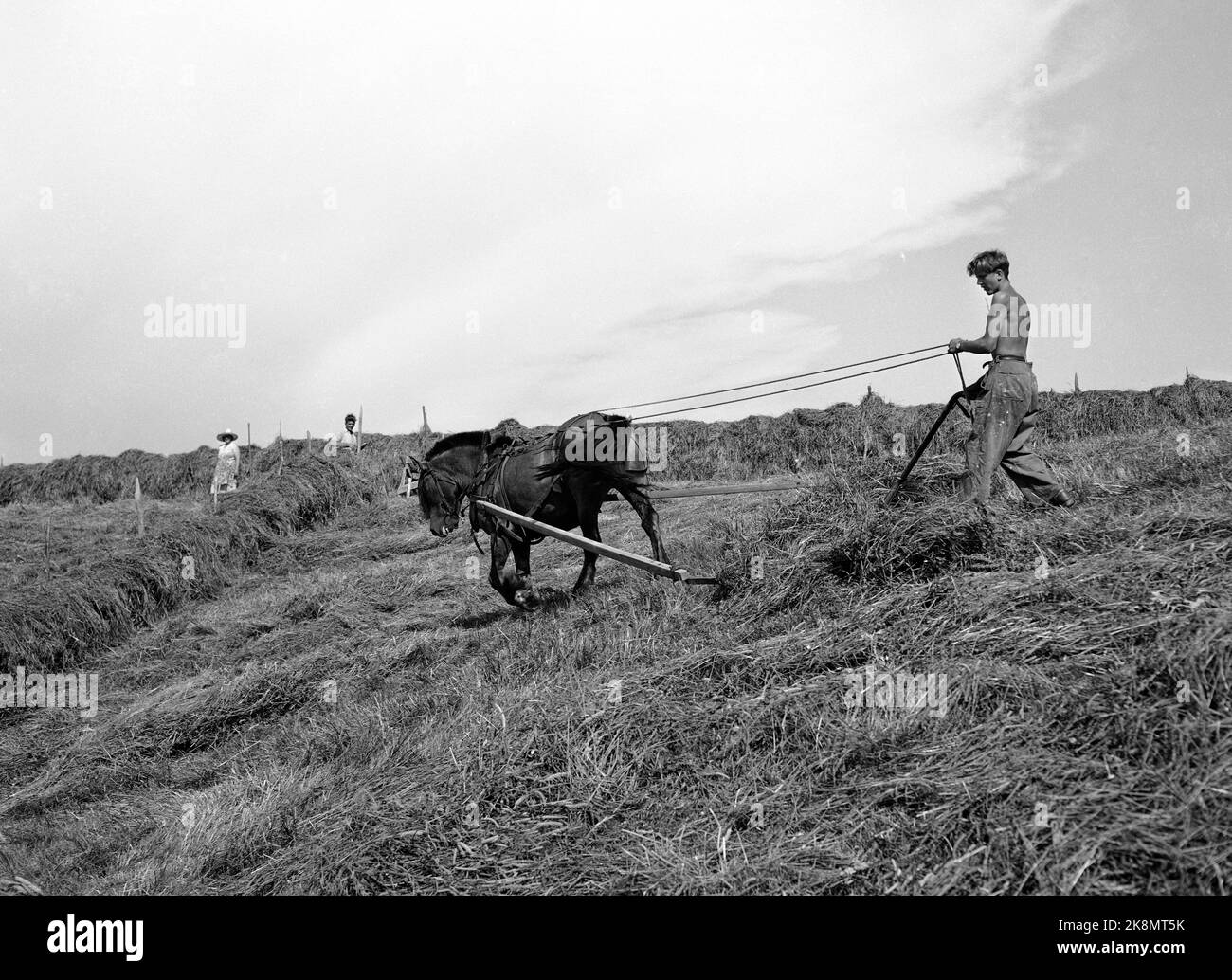 Ntb ntb farm children horses mood working summer vacation hires stock