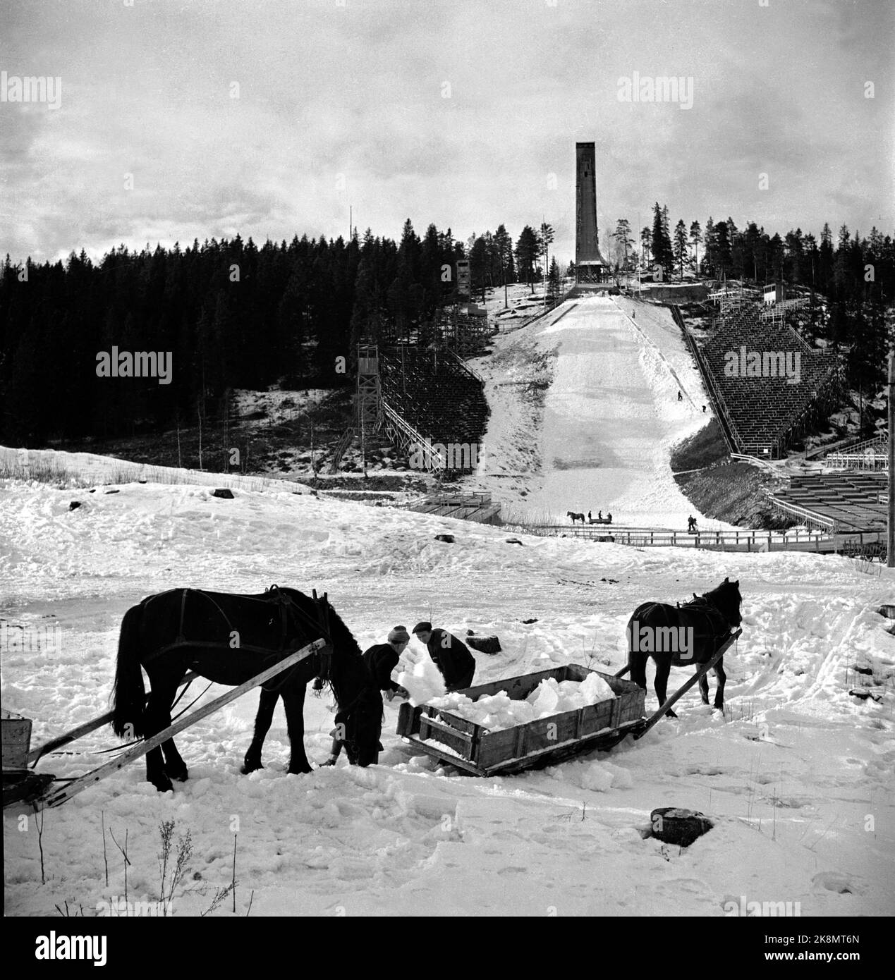 Oslo March 1949. 10 days before the jump race there was snow shortages in Holmenkollbakken, and snow had to be driven in from Nordmarka with horses and sleds. The association for skiing's advancing organized running of snow and preparation of the ground. It is part of the story that after all the struggle there was still fresh snow a few days before the Holmenkollrennet. Horse and sleigh. Photo: Current / NTB Stock Photo