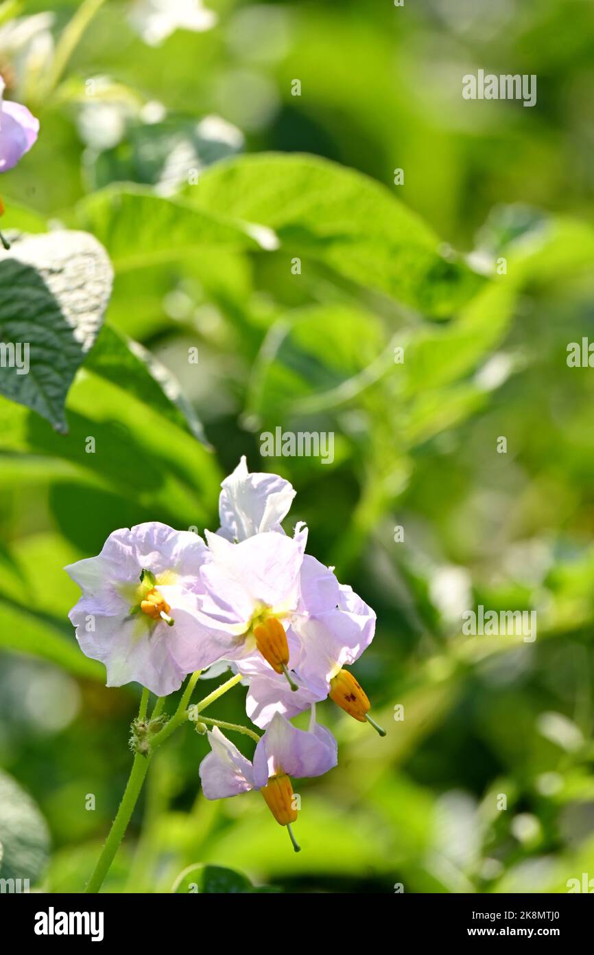 A vertical closeup of white Carolina horsenettle flowers, Solanum carolinense Stock Photo