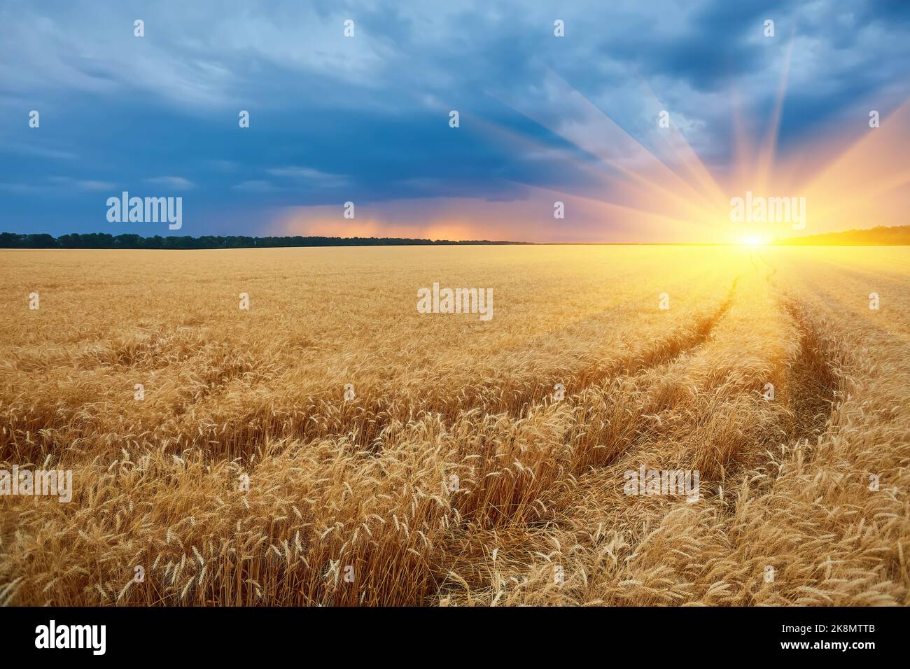 Dark thunderclouds over a wheat field at sunset. The beginning of a ...