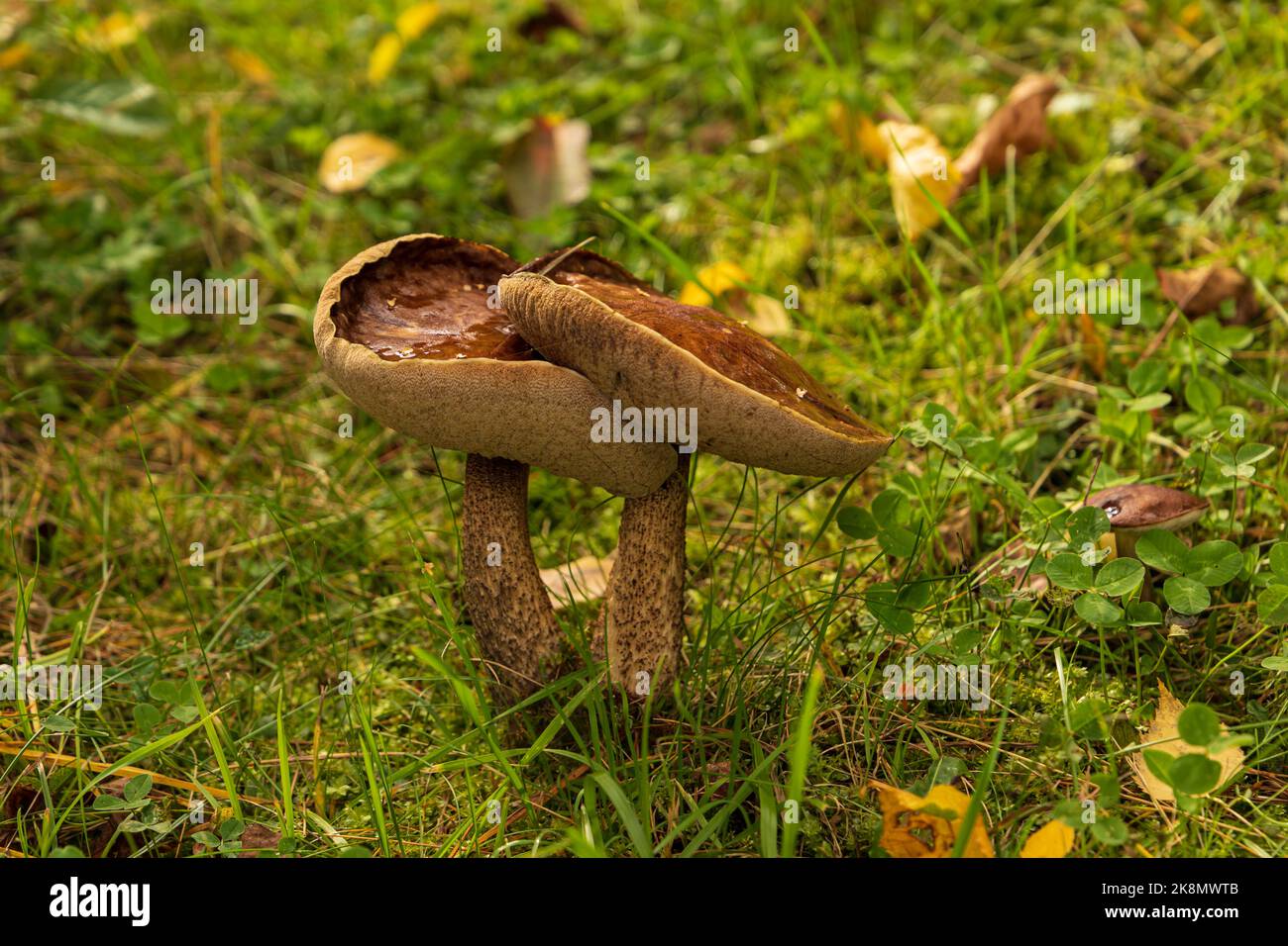 Edible mushroom - Brown birch bolete  Stock Photo