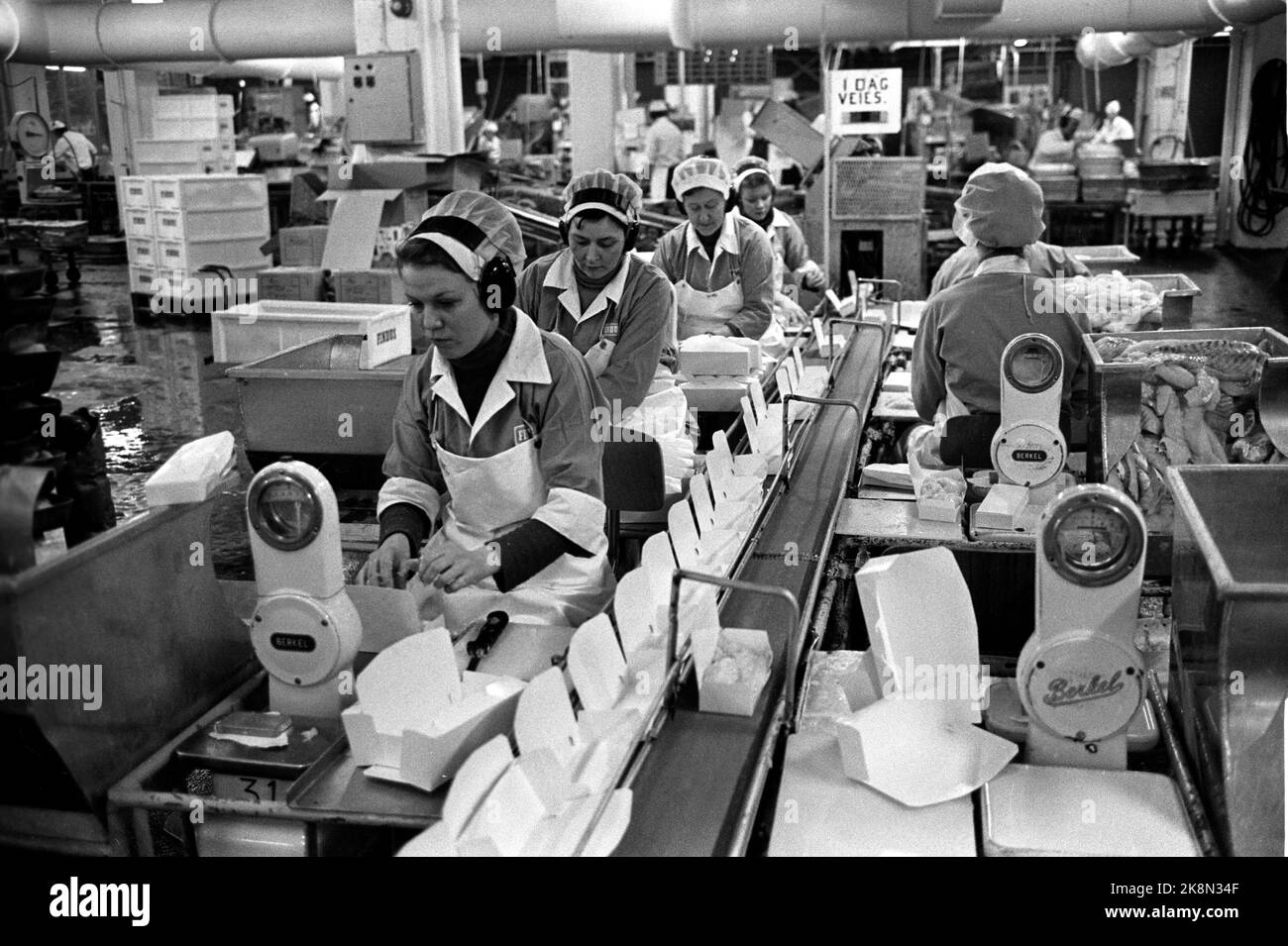 Hammerfest 19730202. Fillet production at the Findus factory in