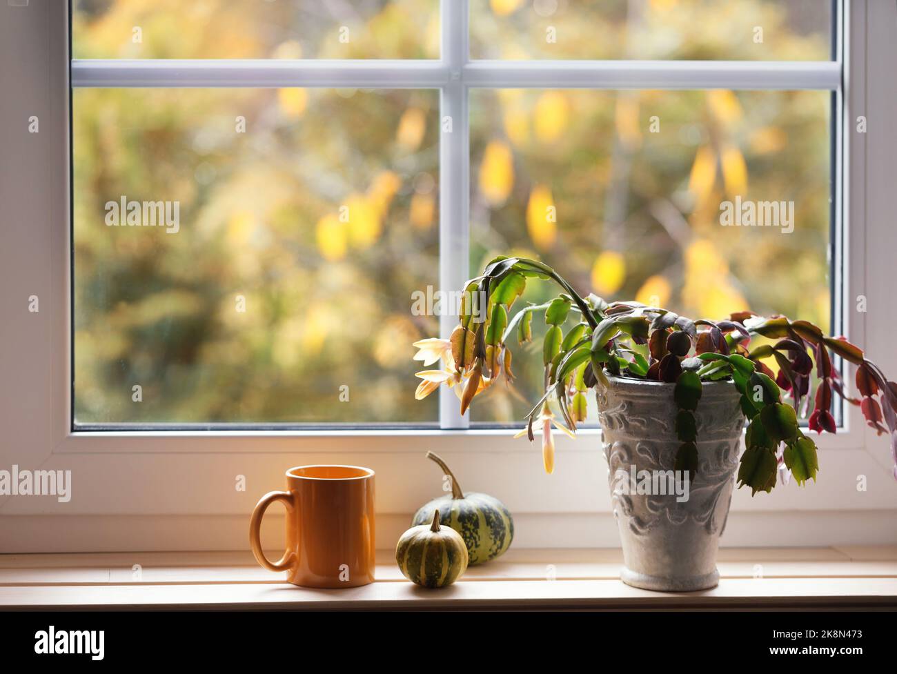 Orange mug, pumpkin and yellow Christmas cactus flower on the windowsill. Window overlooking the autumn yellow garden Stock Photo