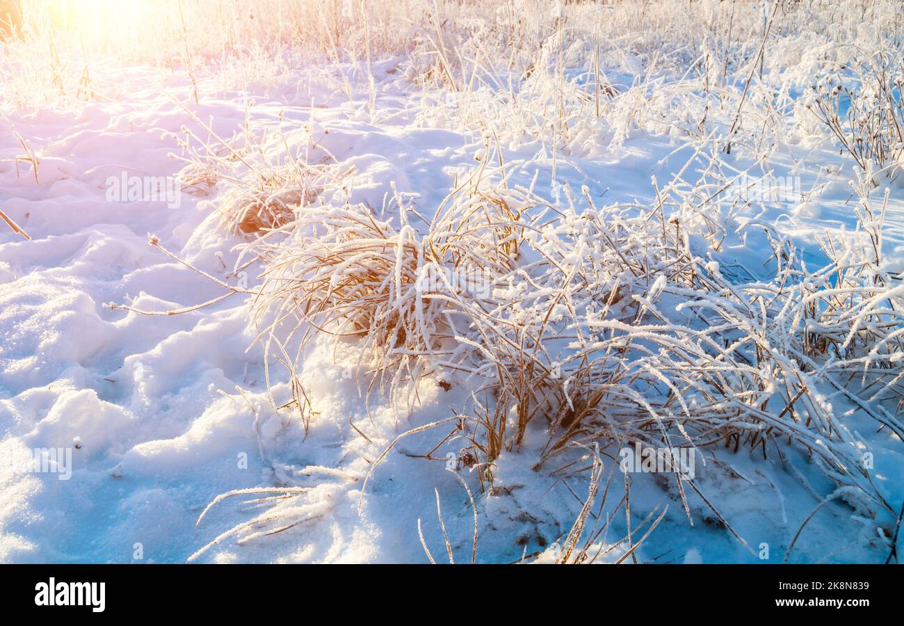 Winter landscape with snowy plants on the winter field covered with frost and snow, winter field landscape lit by evening sunlight Stock Photo
