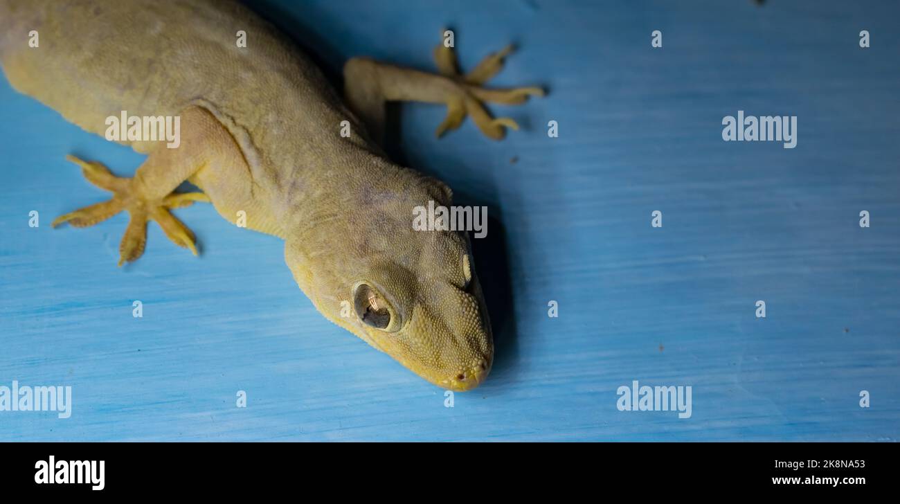 Close up image of gecko lizard sitting on a sky blue wall looking at the camera with selective focus. Stock Photo