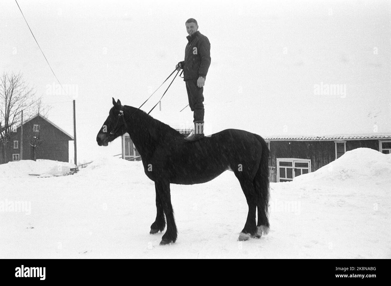 Lars Grini Aage storlokken current ntb curiosa horses full figure alone hi-res ...