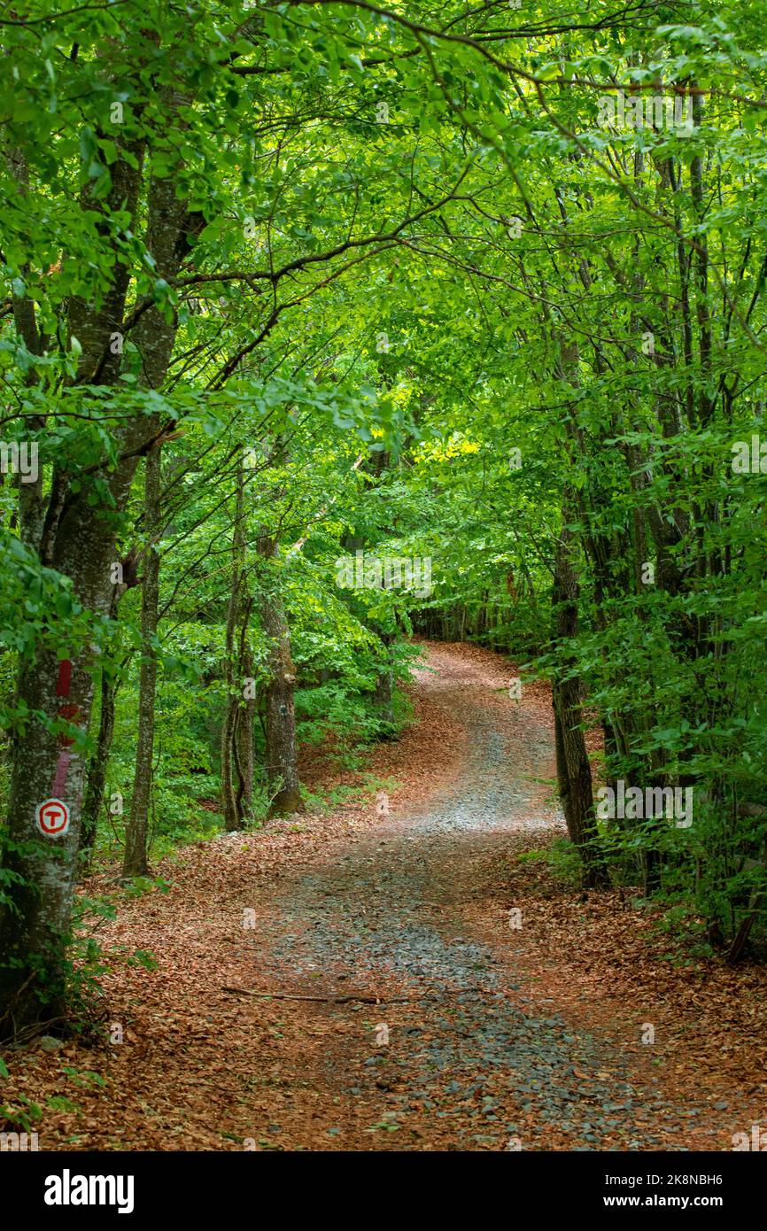 The vertical view of a pathway in the forest with green leafy trees ...