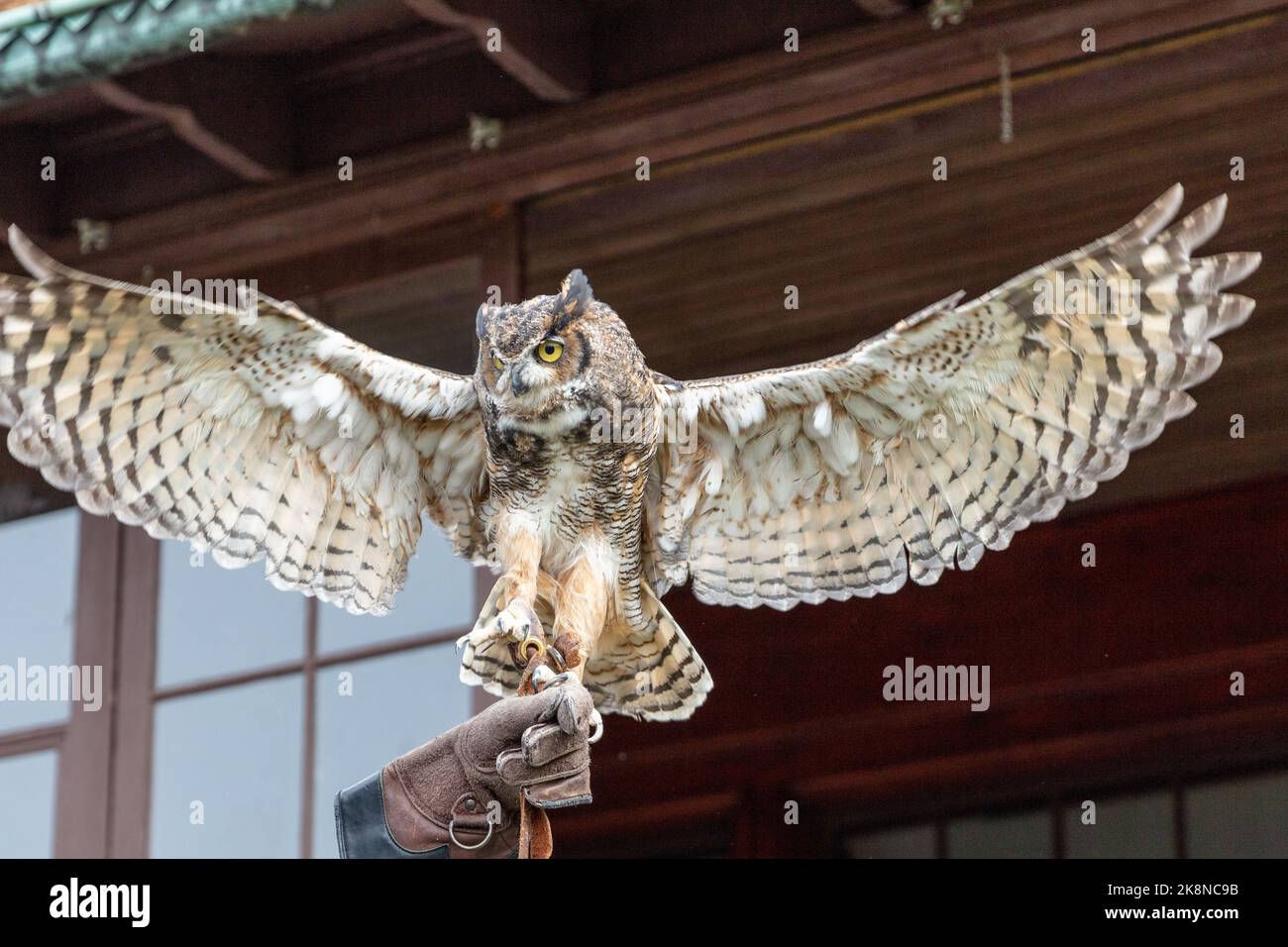 An educational demonstration about owls Stock Photo