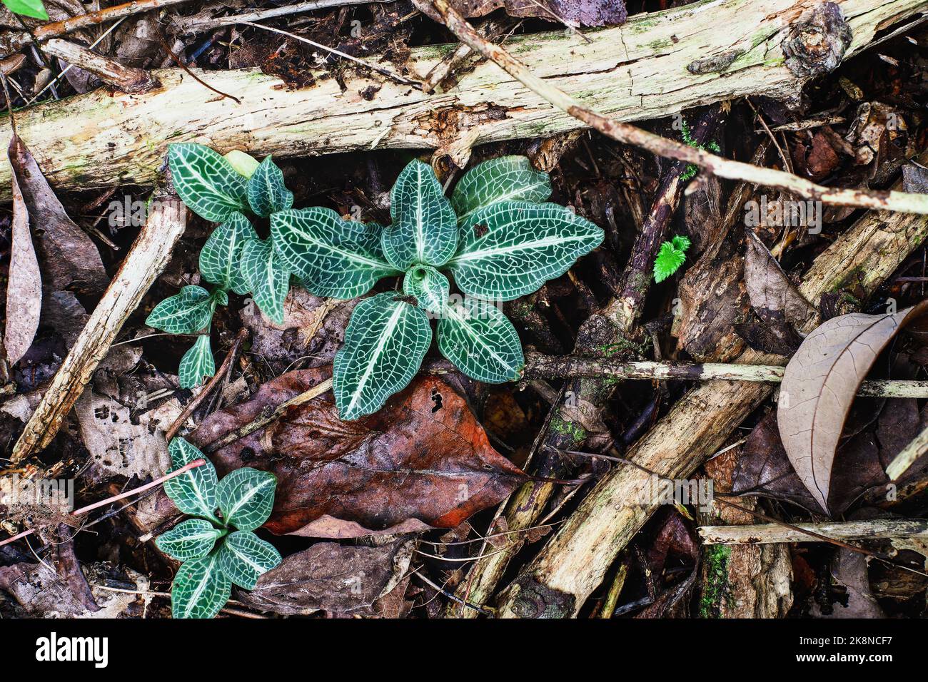 Top overhead view of a Downy Rattlesnake Plantain Orchid, Peramium pubescens, on the forest floor of south central Kentucky. Stock Photo