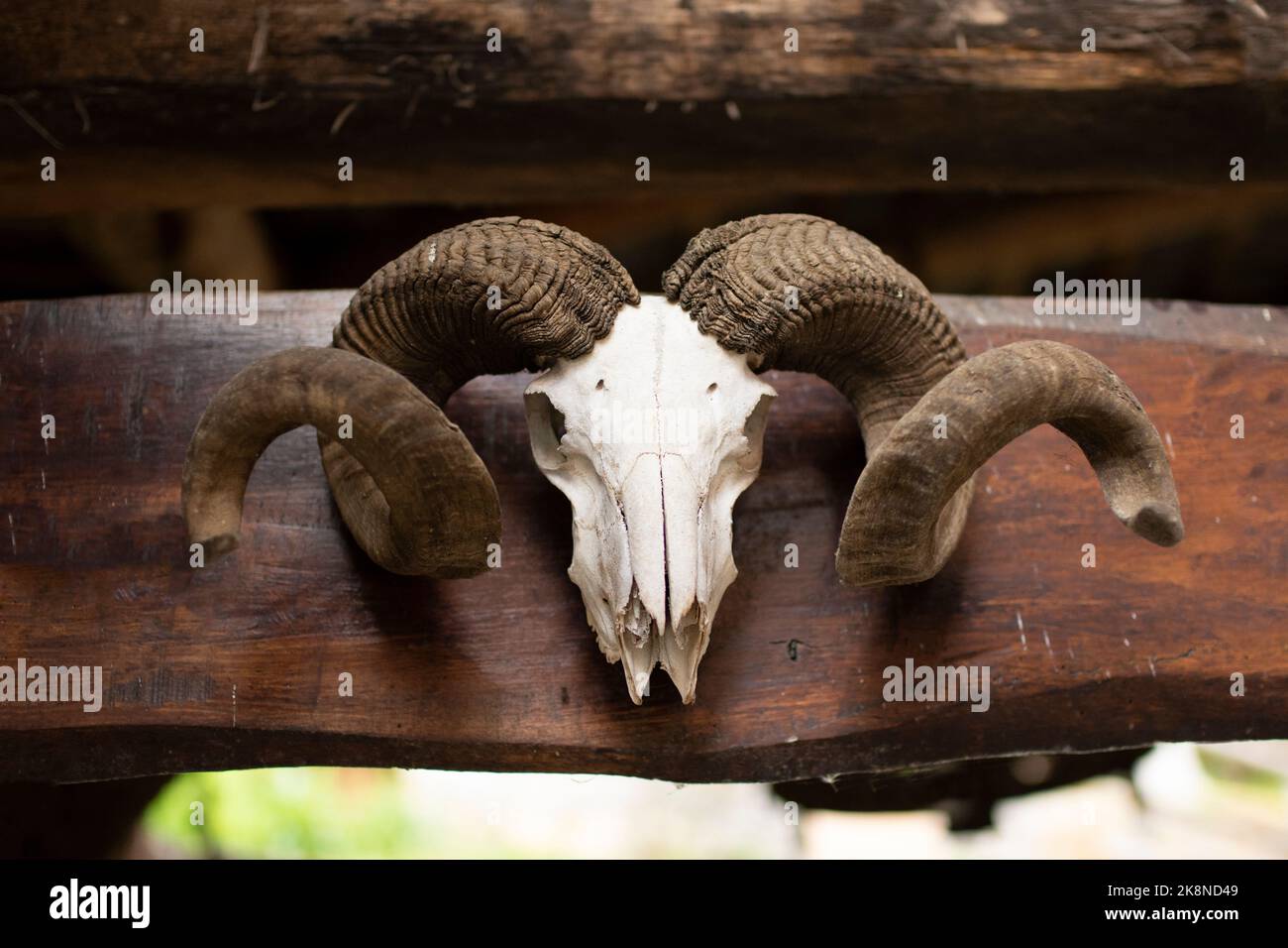 Horned skull hires stock photography and images Alamy