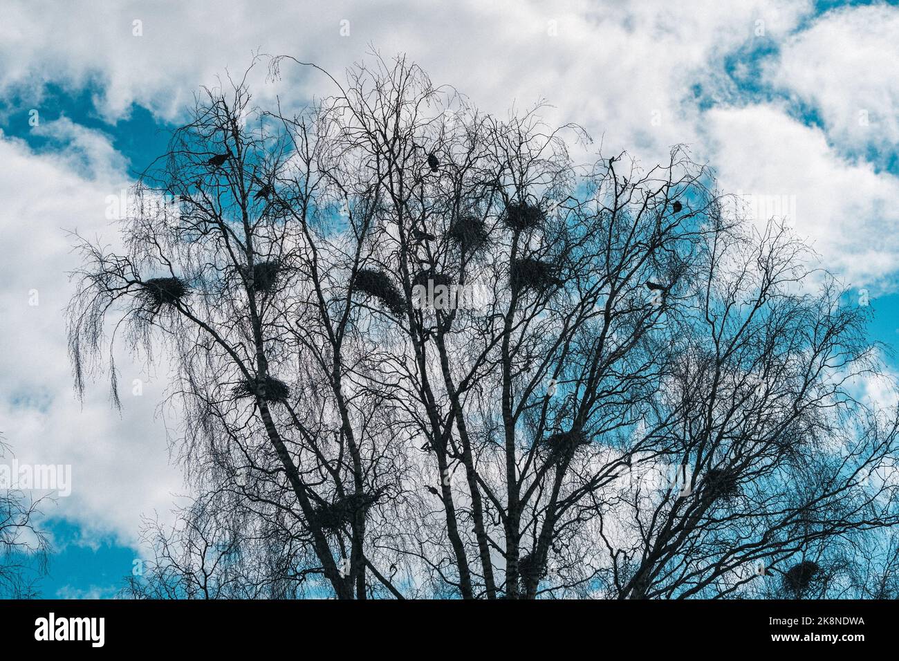 Crows and nests of Corvus frugilegus with nests in trees at a park of Lena, Toten, Norway. Stock Photo