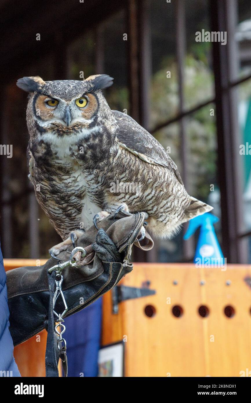 An educational demonstration about owls Stock Photo