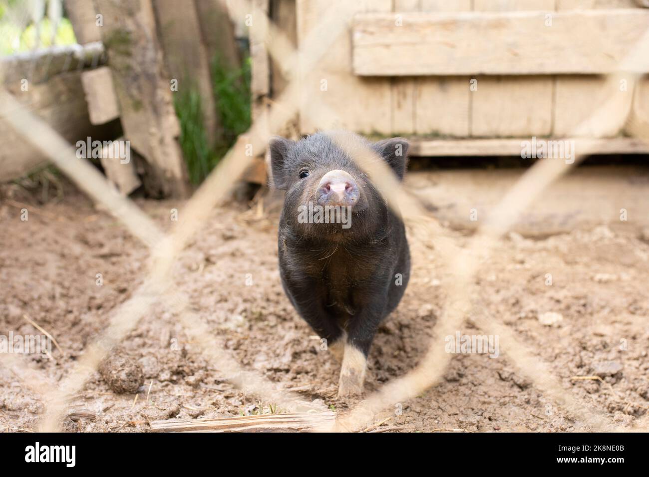 A funny black mini pig behind the fence in the farm Stock Photo