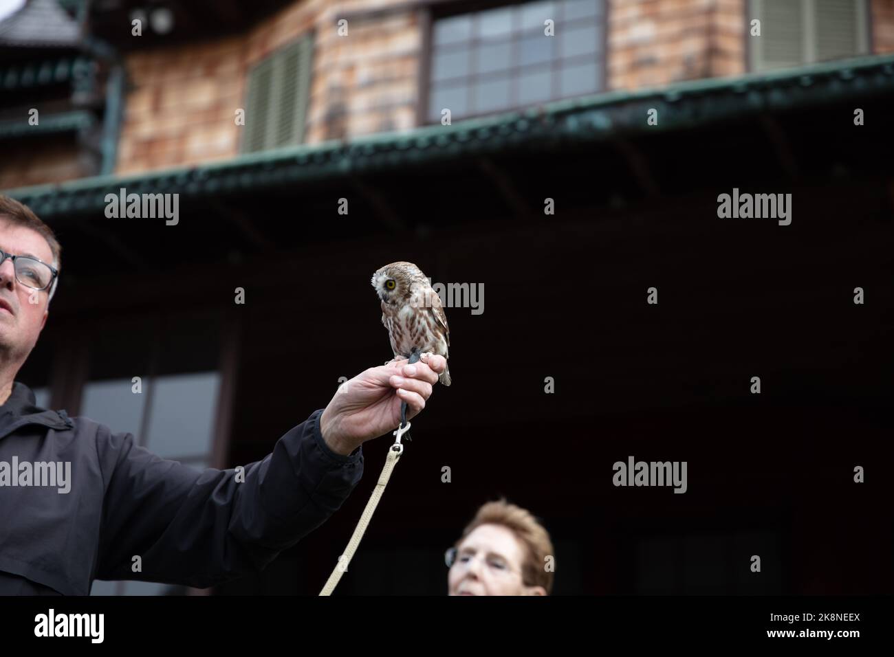 Wingmasters: The World of Owls demonstration Stock Photo