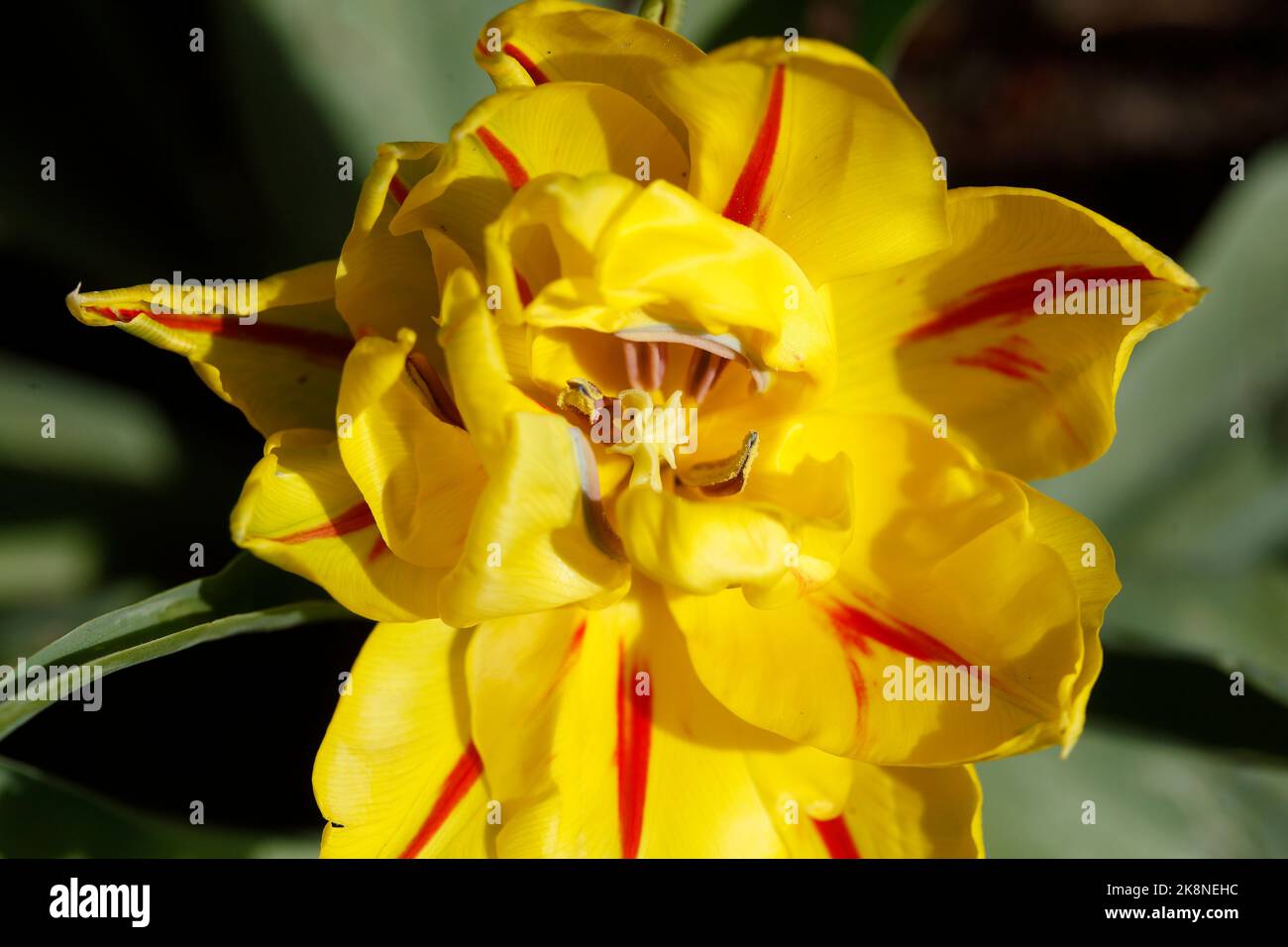 Gelb blÃ¼hendeTulpen (Tulipa), Closeup, Draufsicht, Deutschland Stock Photo