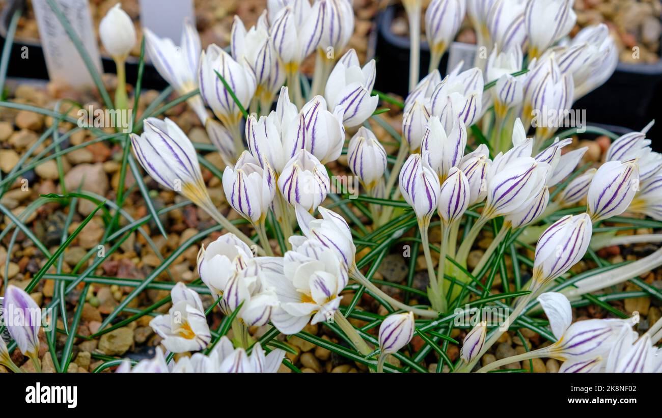Lots of tiny crocuses with very beautiful petals. Late autumn in Latvia. Stock Photo
