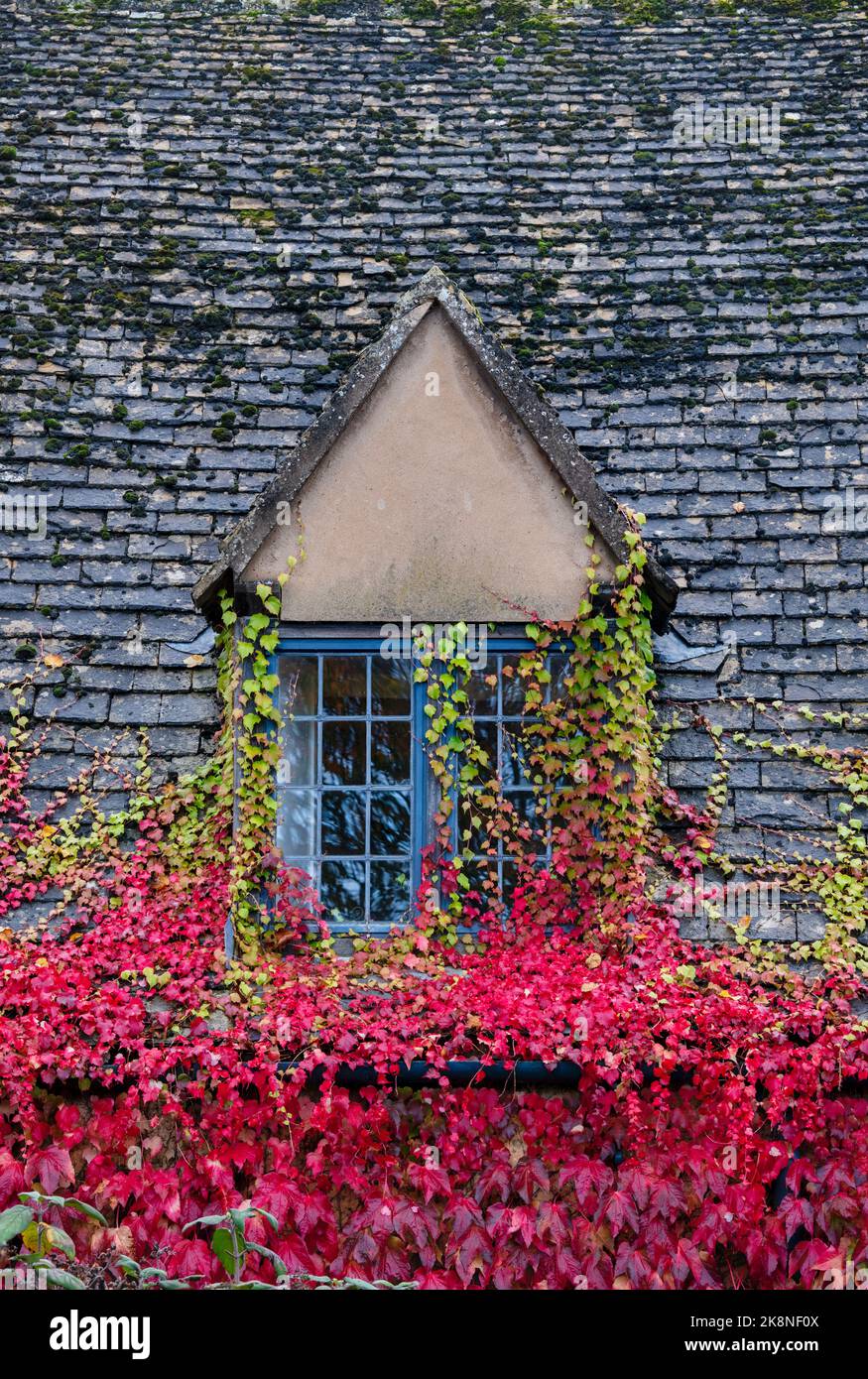 Cotswold stone cottage roof and window covered in autumn ivy. Stanton