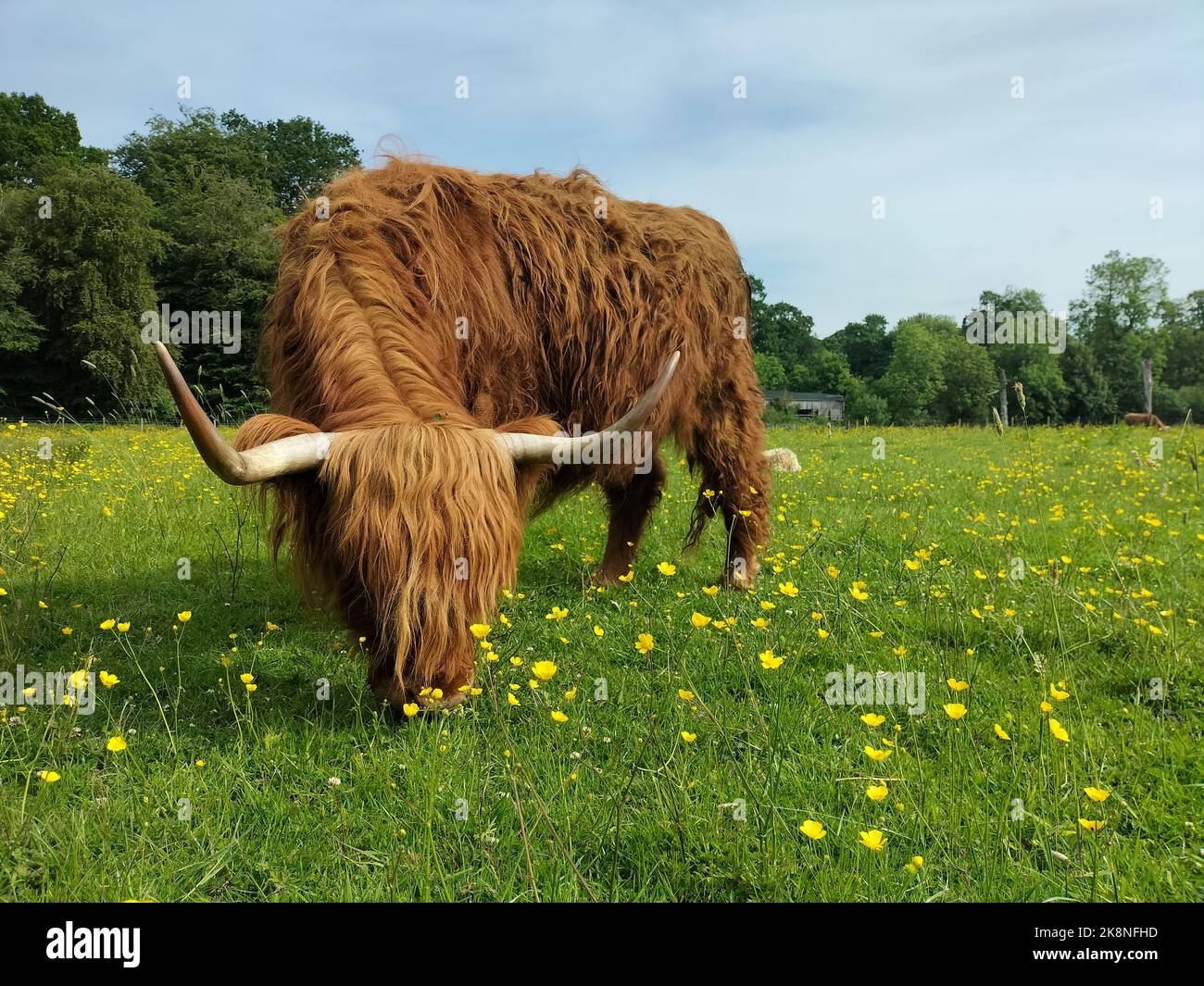 A Scottish Highland Cow in a field Stock Photo - Alamy