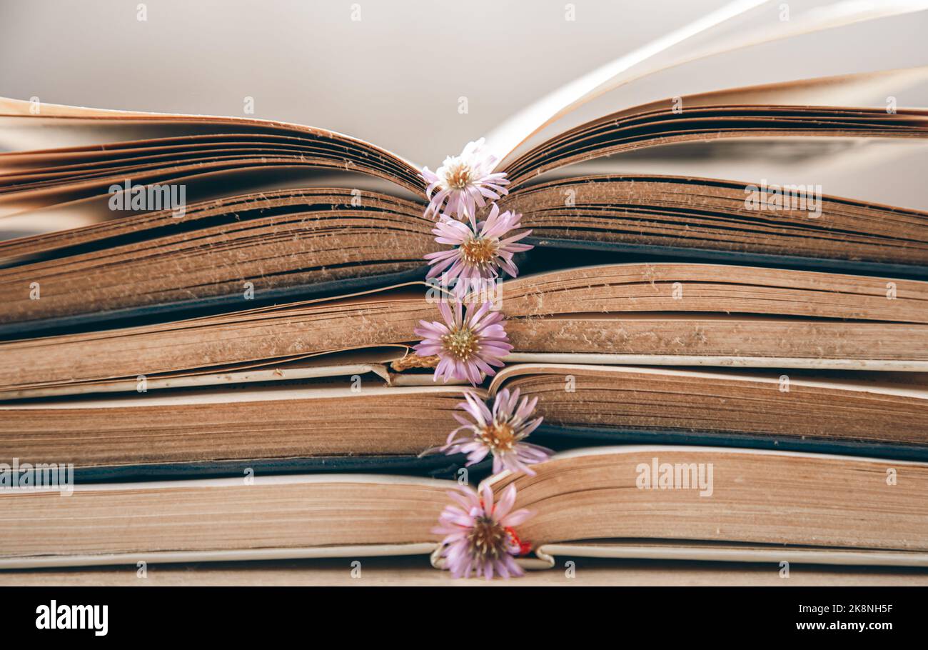 Open old books stacked, close-up on blurred background. Stock Photo