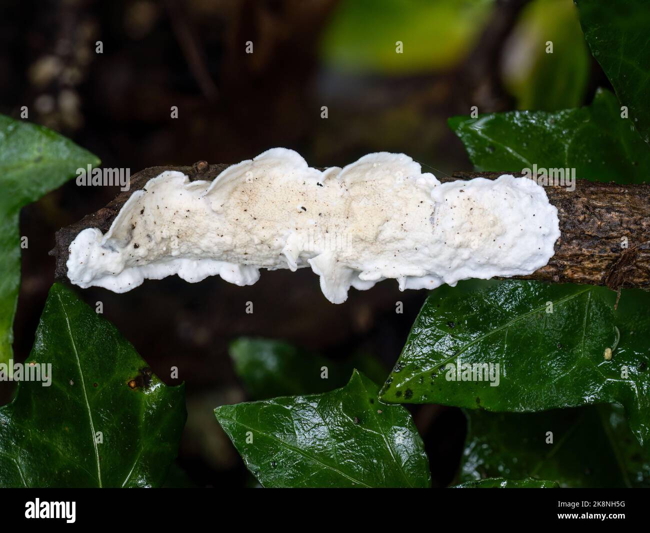 A white crust fungus, probably Byssomerulius corium, on a twig. UK. Stock Photo