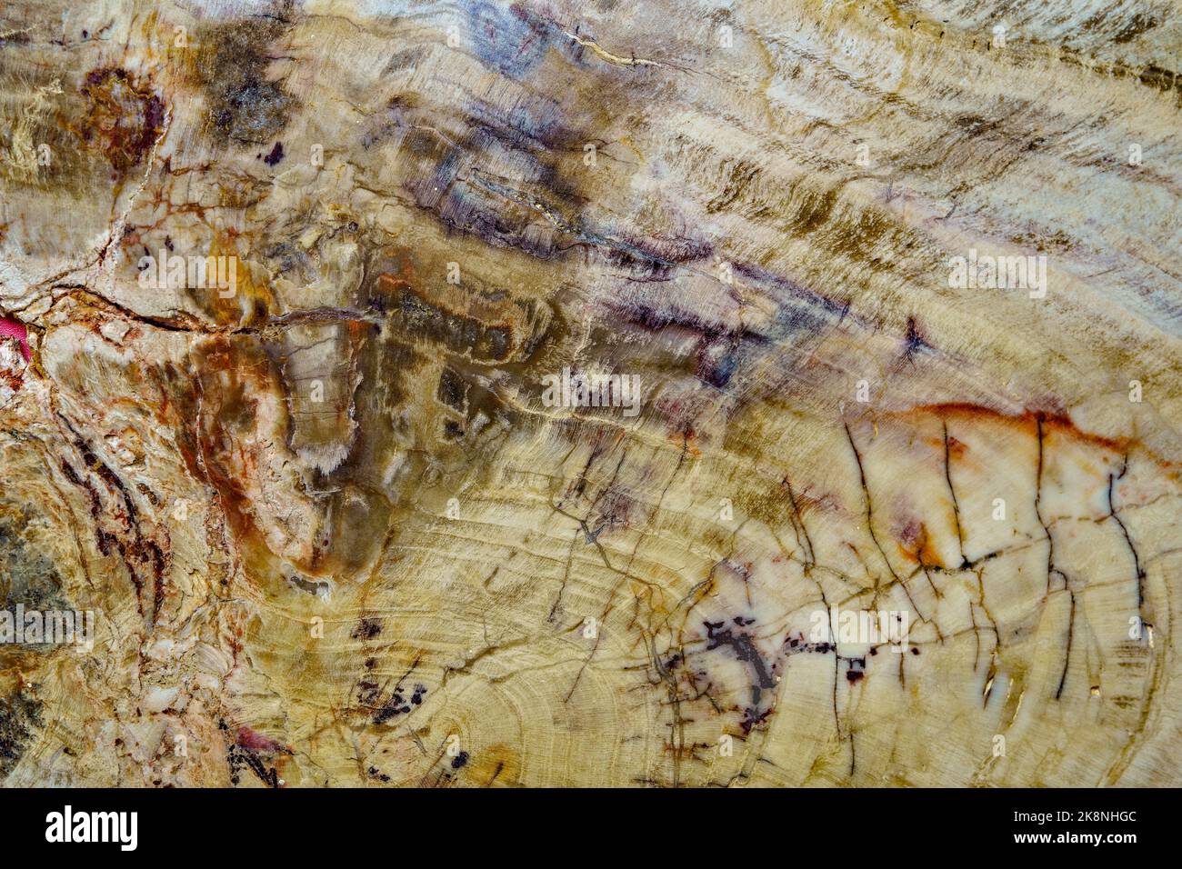 Close up of fossil petrified in a stone slab Stock Photo