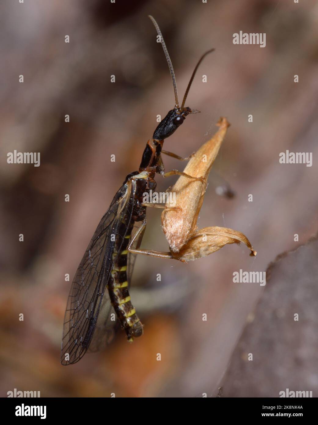 A snakefly, Raphidioptera, sitting on a piece of yellow leaf in front of brown blurred background Stock Photo
