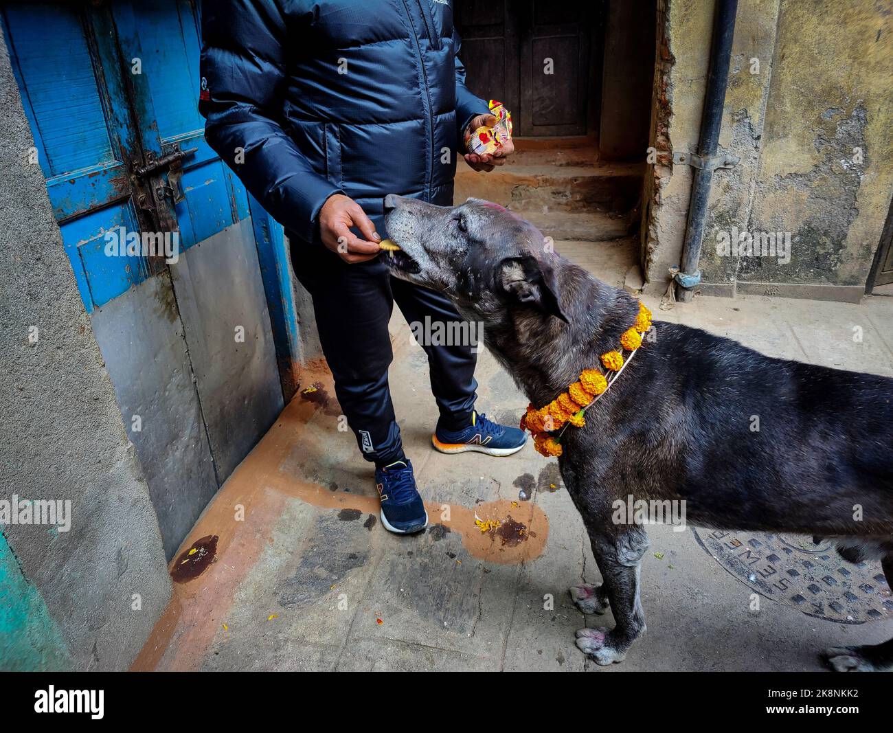 Kathmandu, Bagmati, Nepal. 24th Oct, 2022. A dog takes food after being