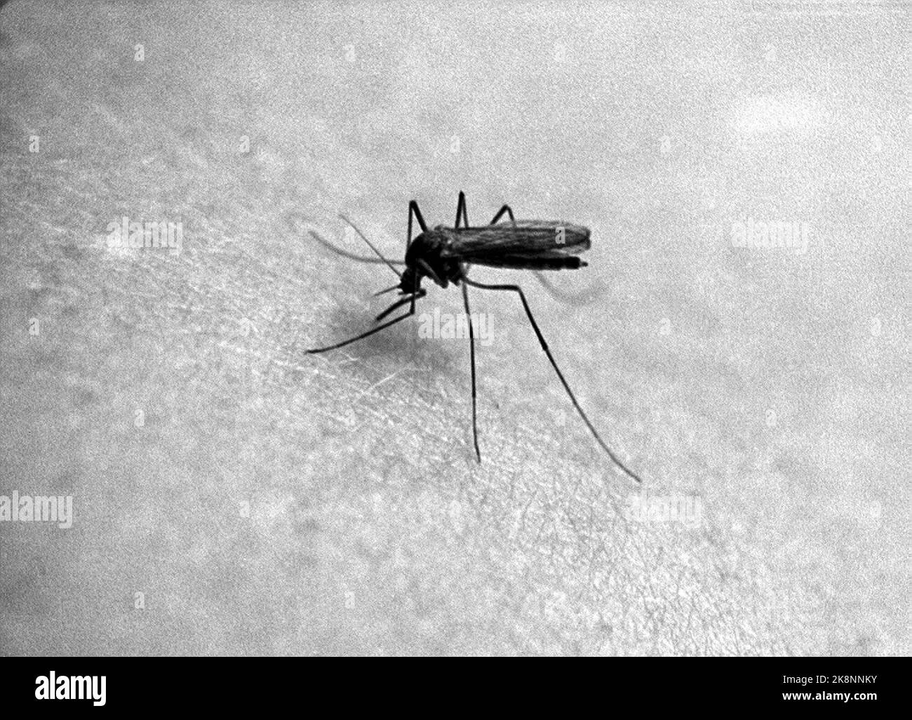 Mosquito bites Black and White Stock Photos & Images Alamy