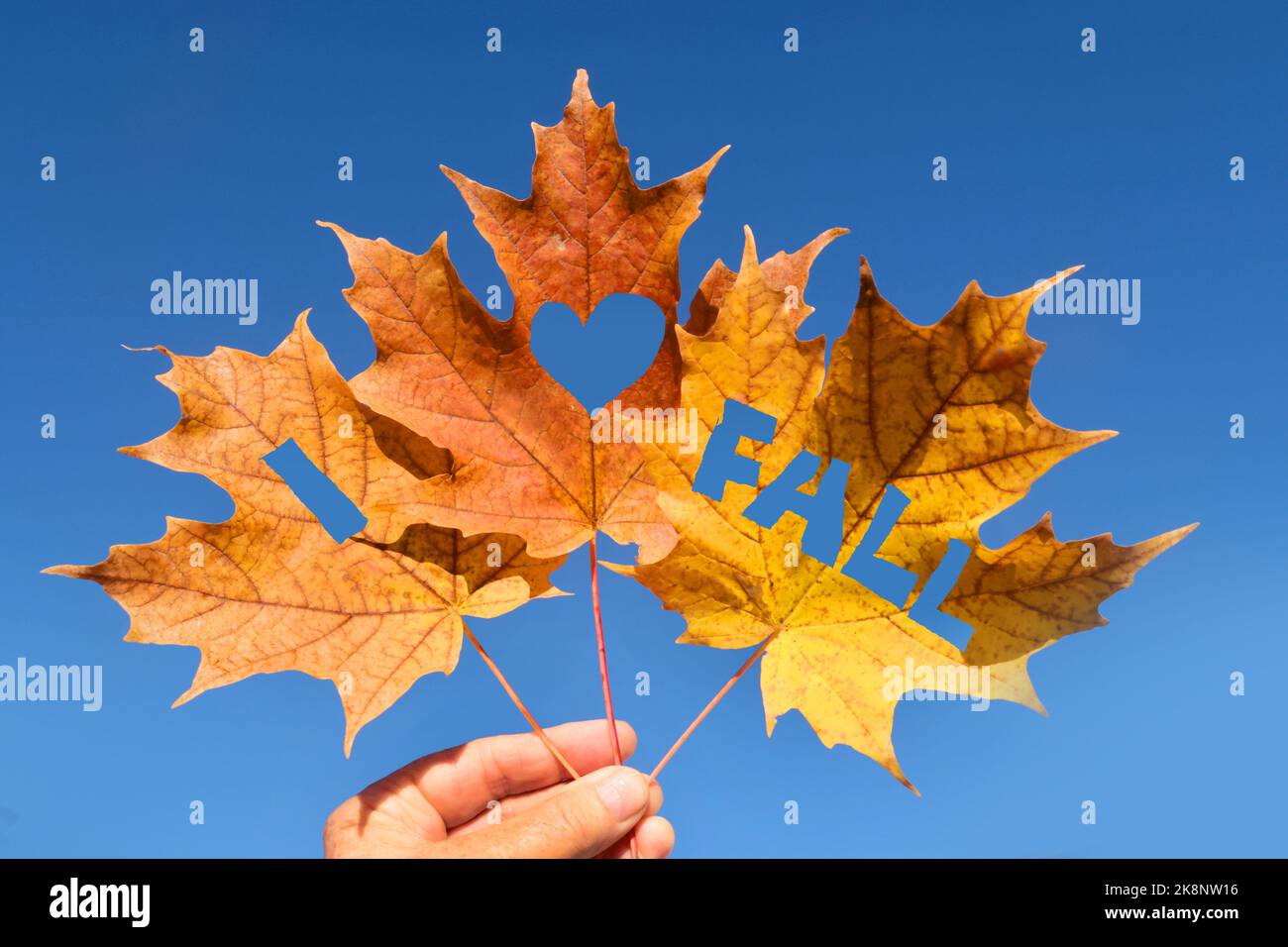 Fingers holding stem of fall leaves agasint sky with cut outs Stock Photo