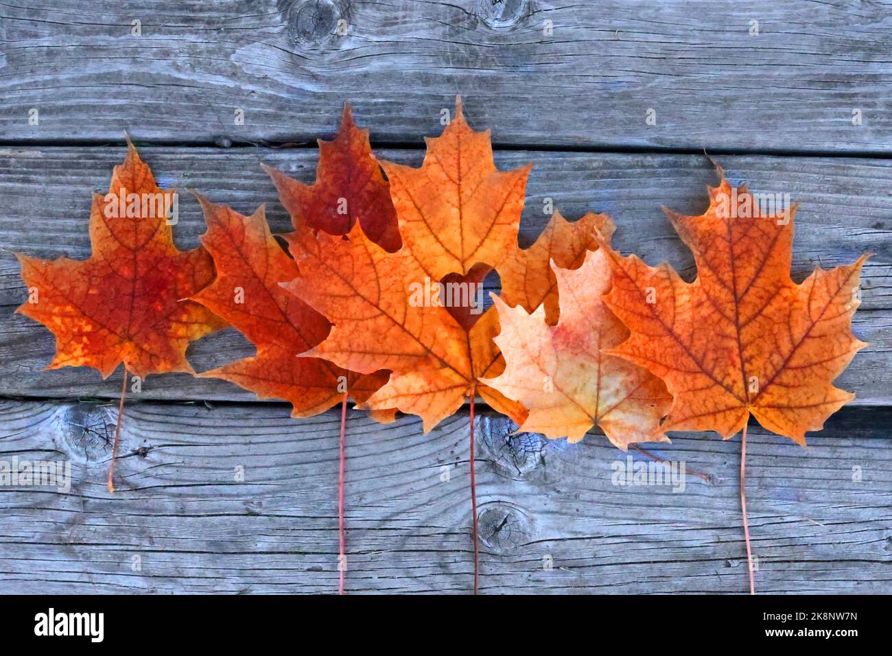 fall leaves against weathered wood of deck Stock Photo