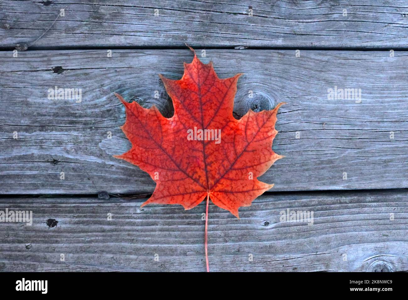 fall leaves against weathered wood of deck Stock Photo