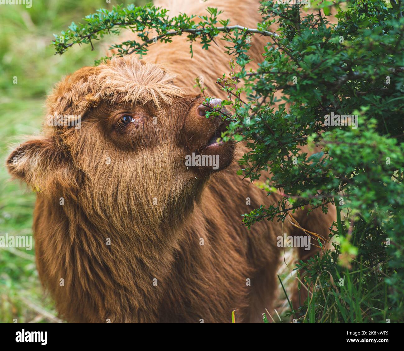 A closeup of a brown Scottish Highland cow on a meadow Stock Photo - Alamy
