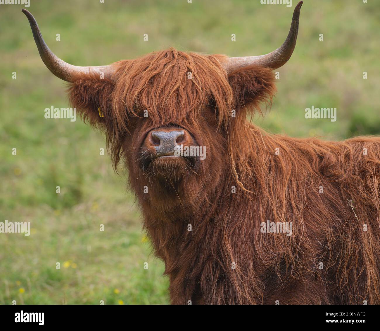 A closeup of a brown Scottish Highland cow on a meadow Stock Photo - Alamy