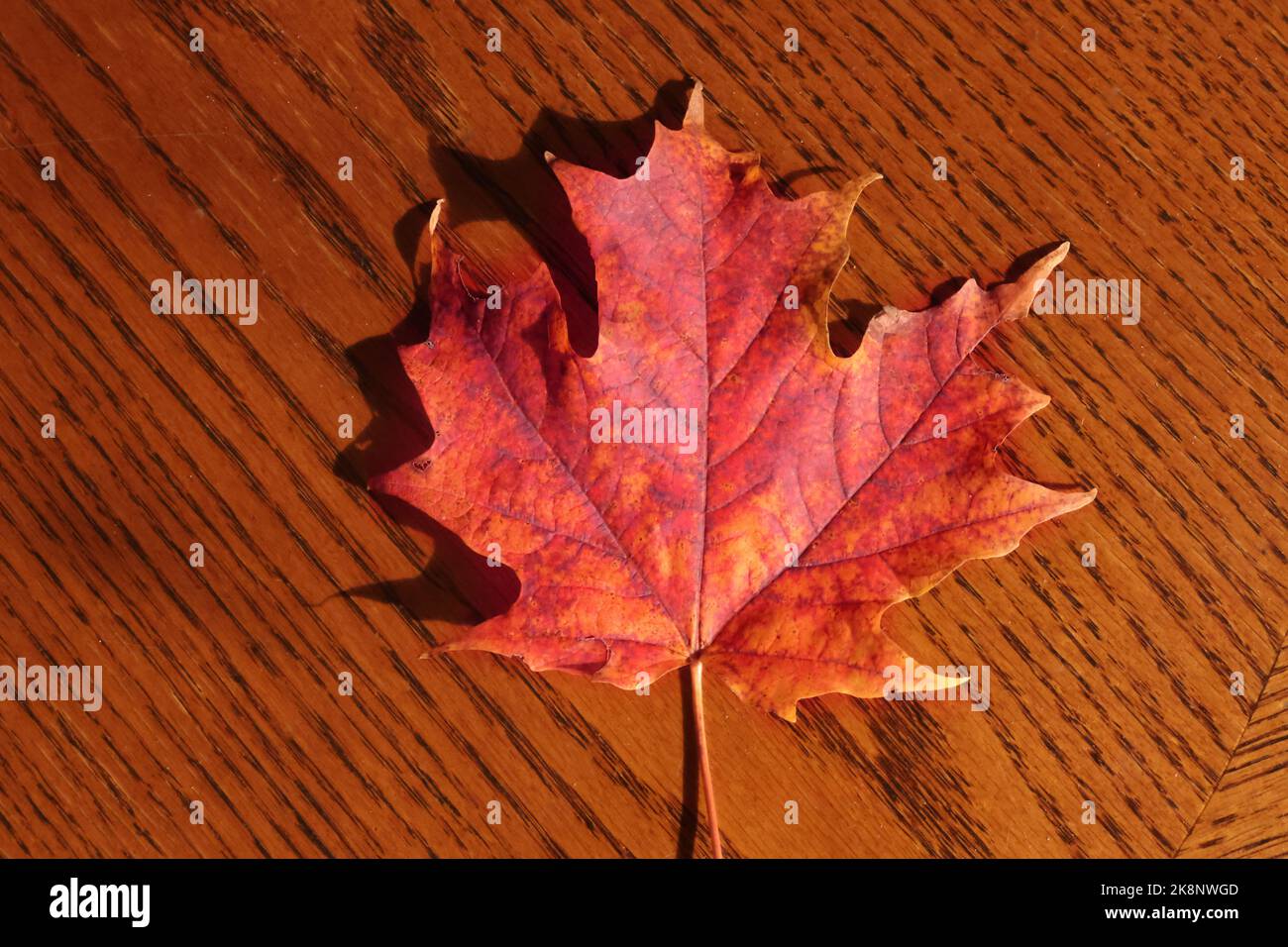Maple leaves in fall Stock Photo