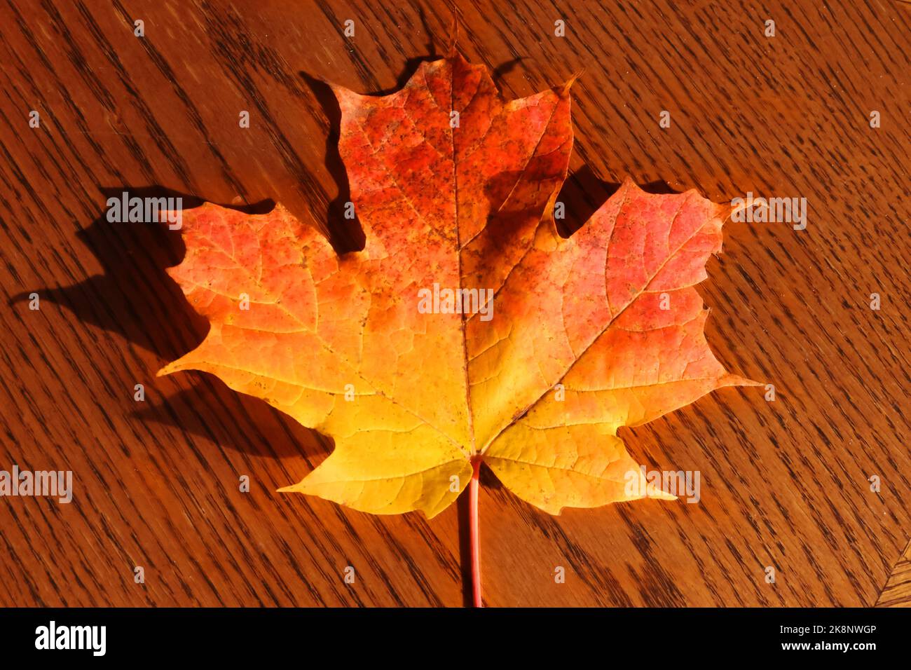 Maple leaves in fall Stock Photo