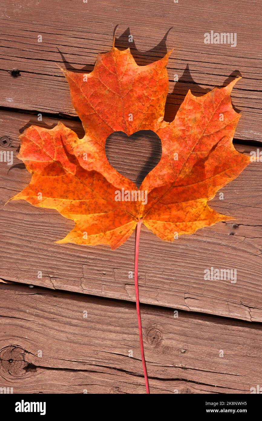 Coloured fall leaves on stained deck lumber Stock Photo