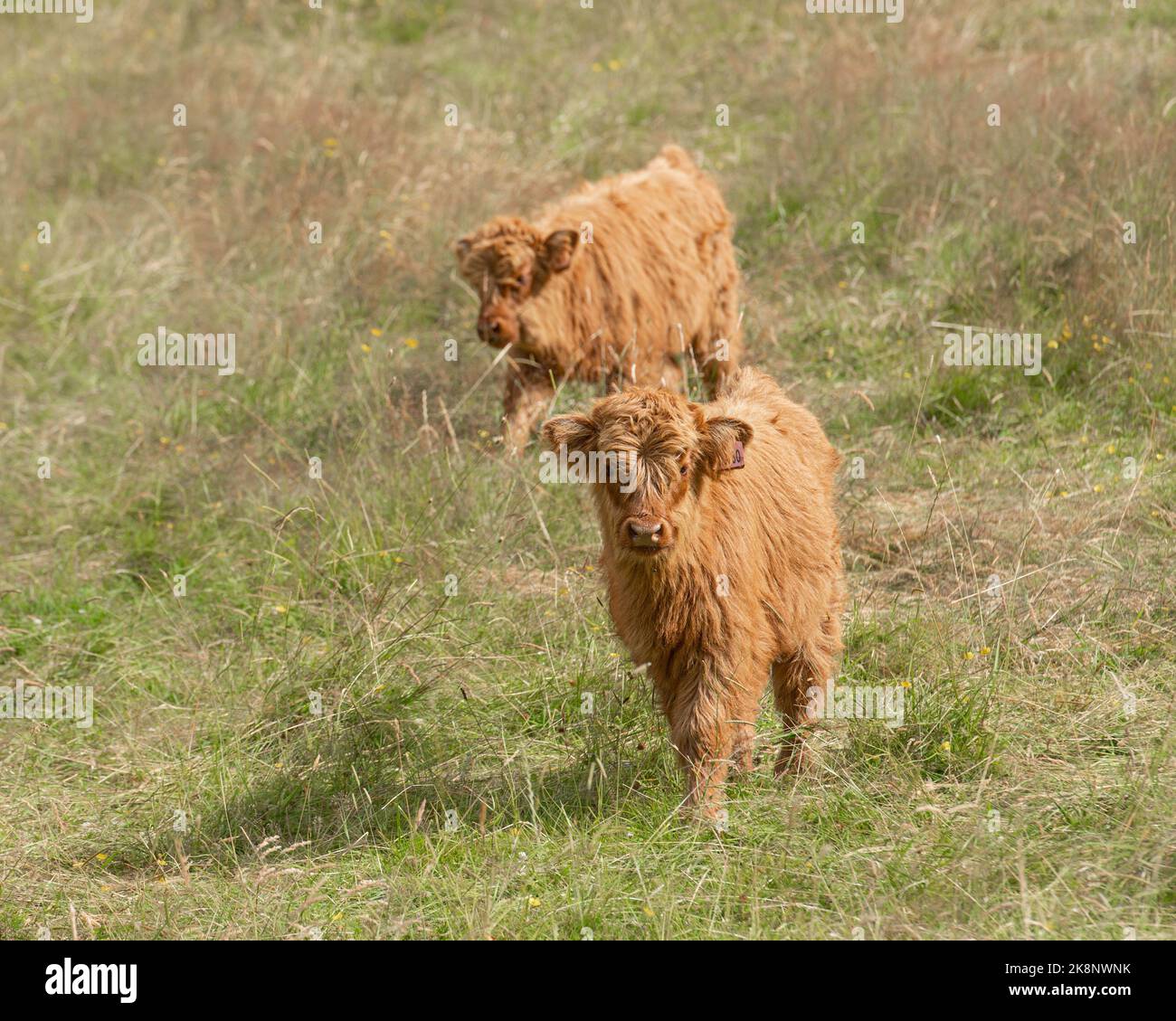 A closeup of a brown Scottish Highland cow on a meadow Stock Photo - Alamy