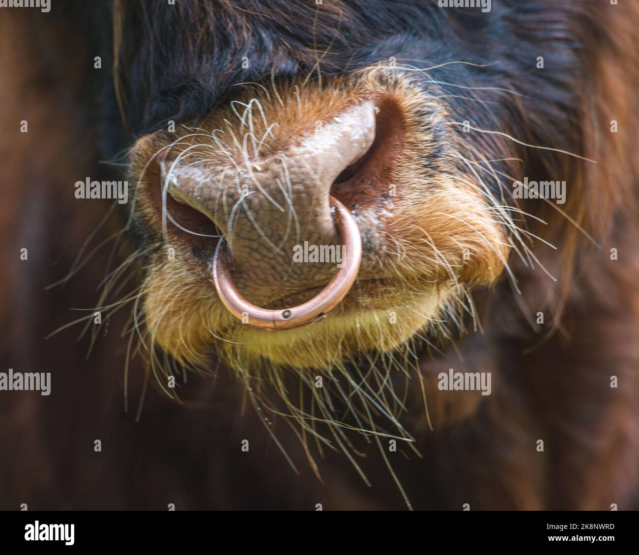 A closeup of a brown Scottish Highland cow on a meadow Stock Photo - Alamy