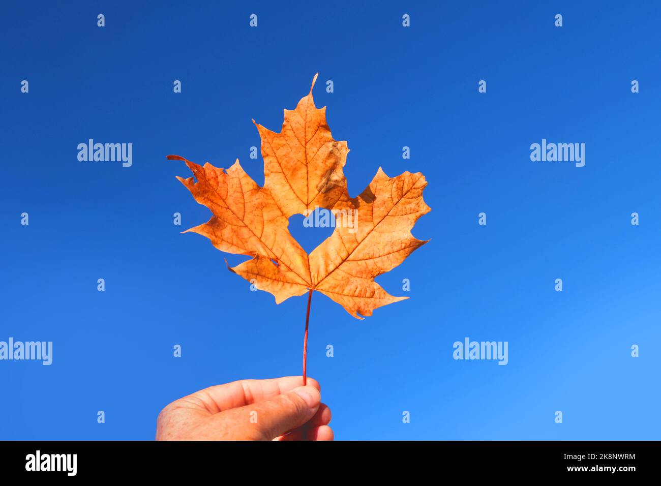 Fingers holding stem of fall leaves agasint sky with cut outs Stock Photo