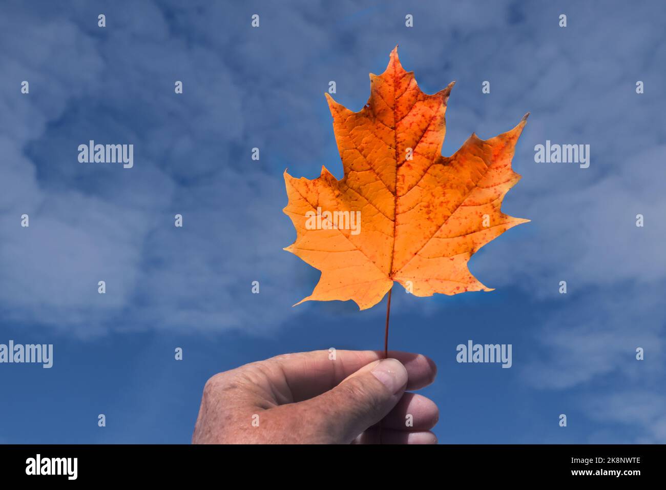Finger holding stem of leaves against fall sky Stock Photo
