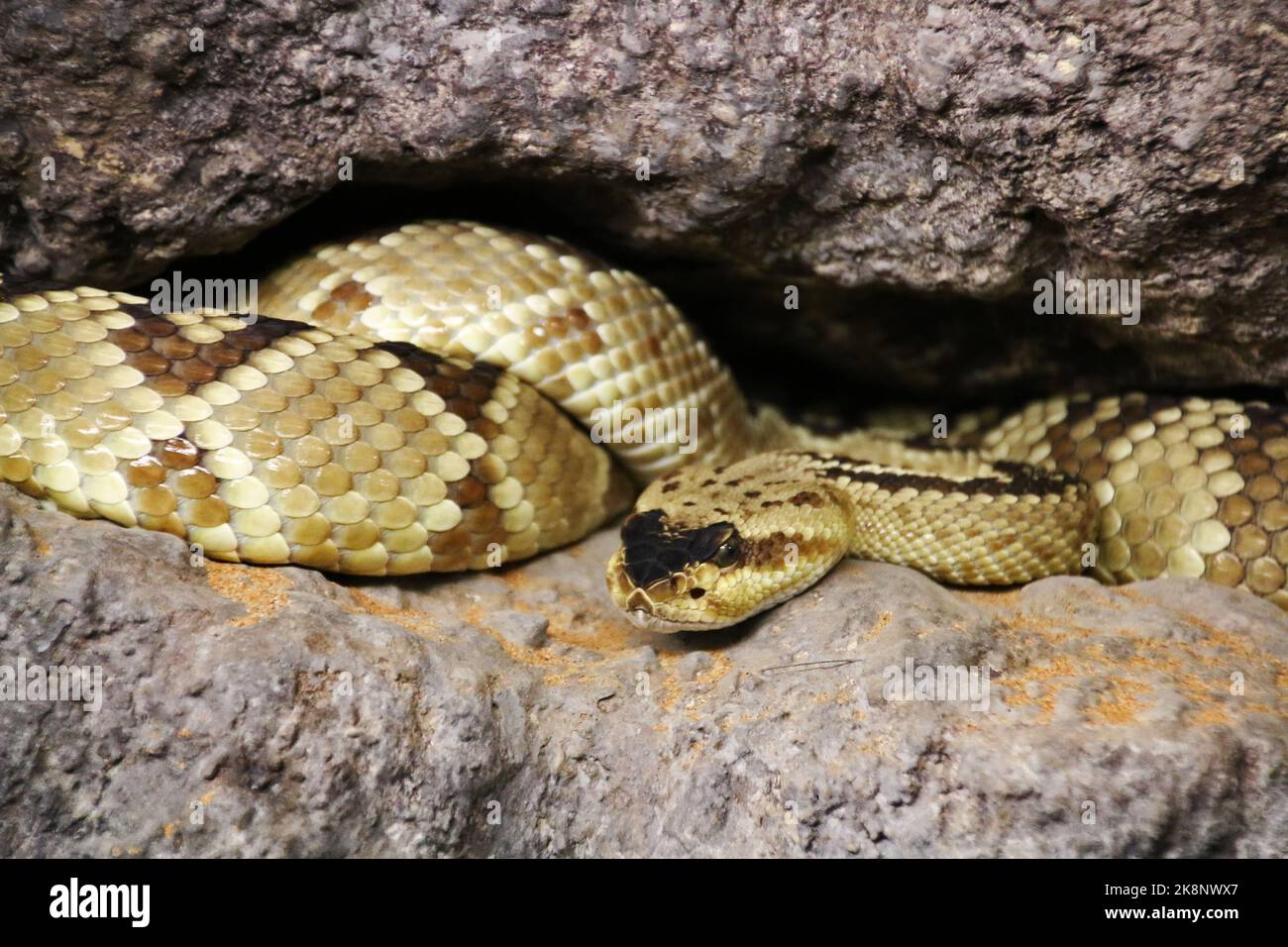 Skansen Aquarium at Skansen. Skansen Aquarium is a tropical house with rainforest environments and an aquarium, located at Skansen in Stockholm, Sweden. In the picture: a black-tailed rattlesnake. Stock Photo