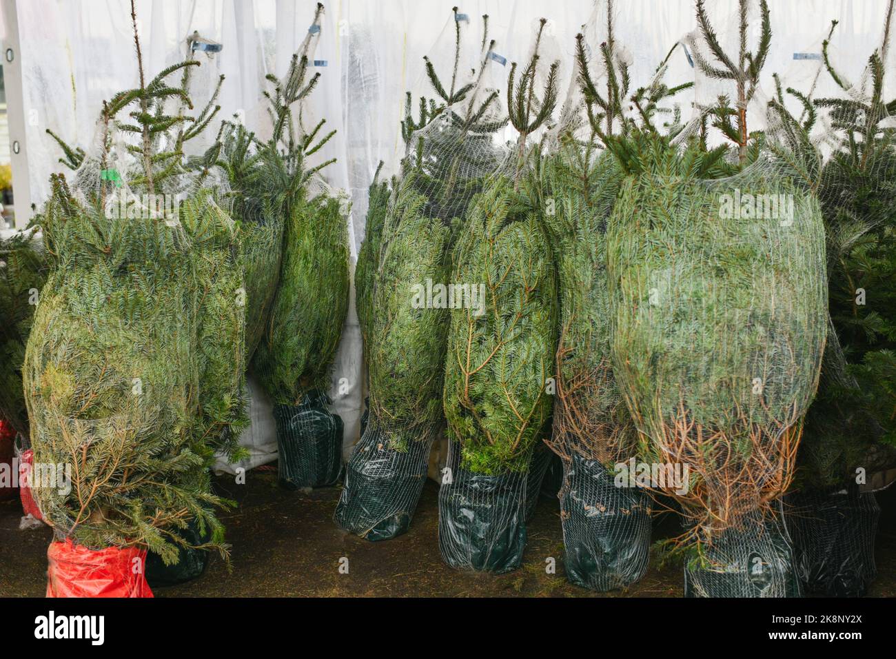 Christmas trees for sale on a market for growing Stock Photo Alamy