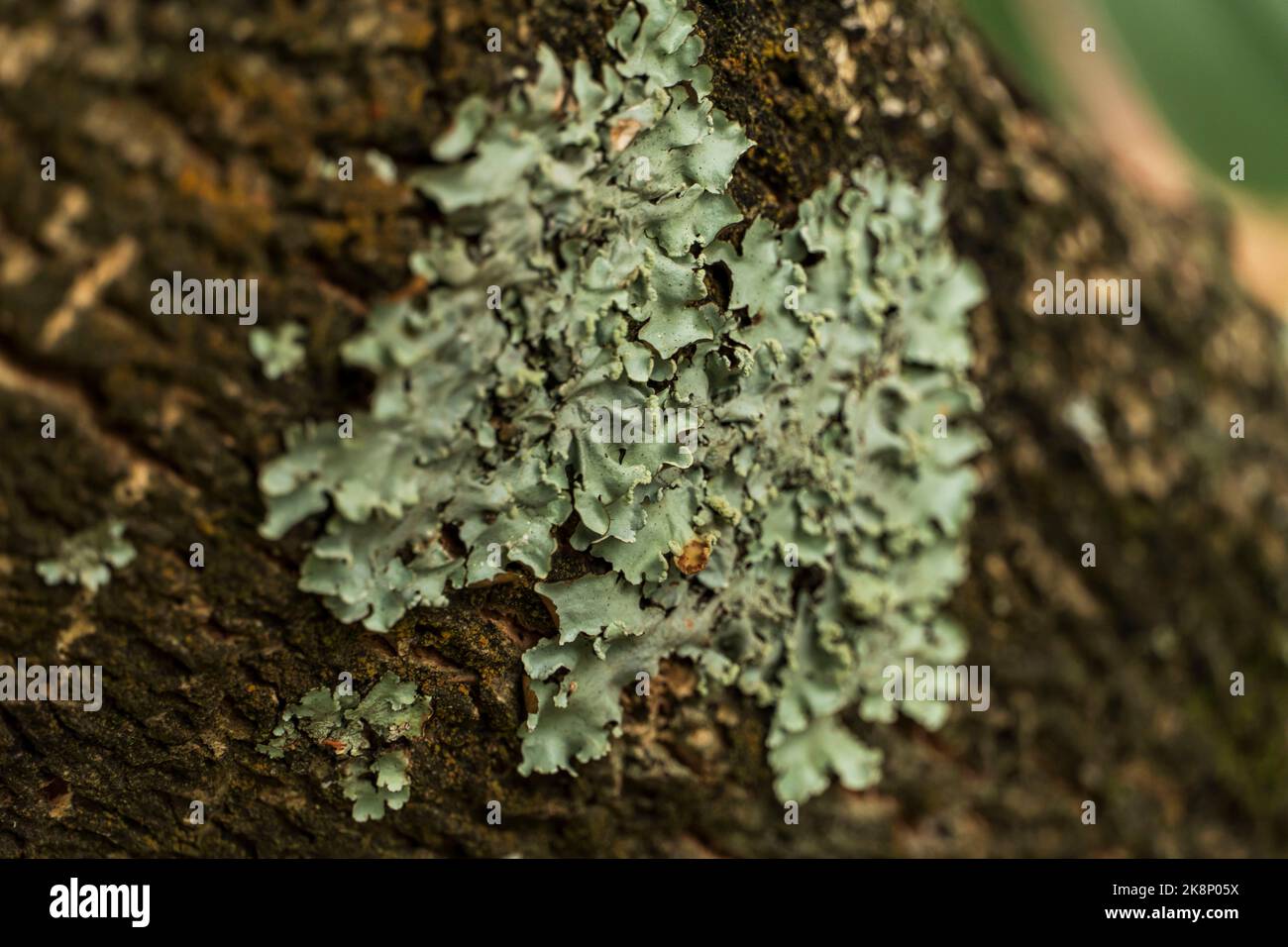 Shield tree hi-res stock photography and images - Alamy