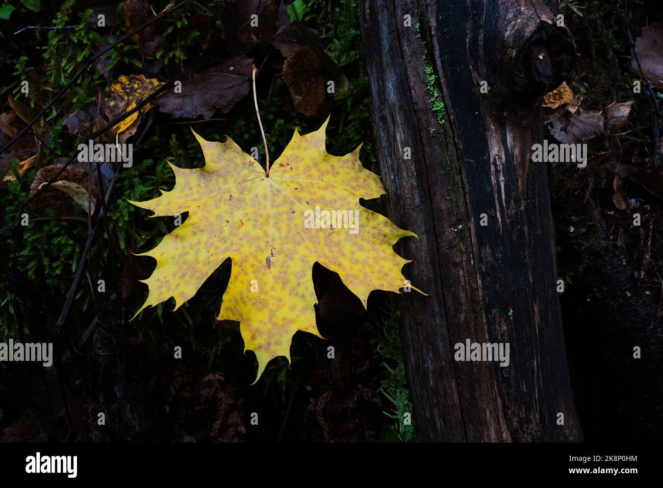 Yellow leaf of maple on the forest bed of a valley Stock Photo - Alamy